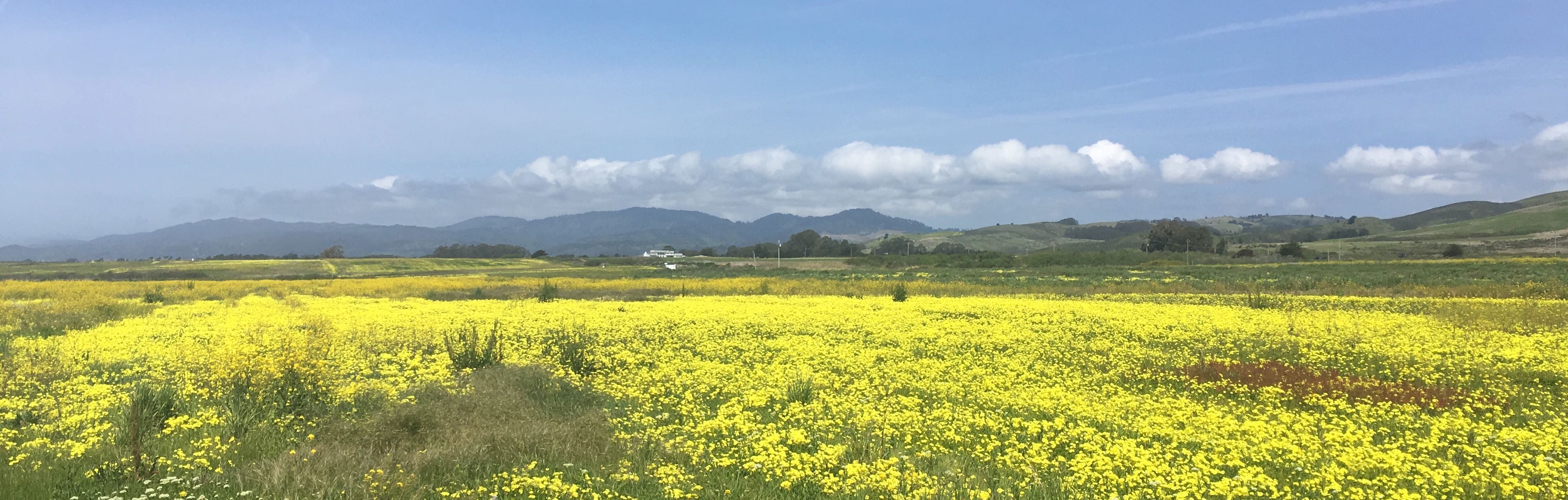 Field of flowers near Half Moon Bay, CA