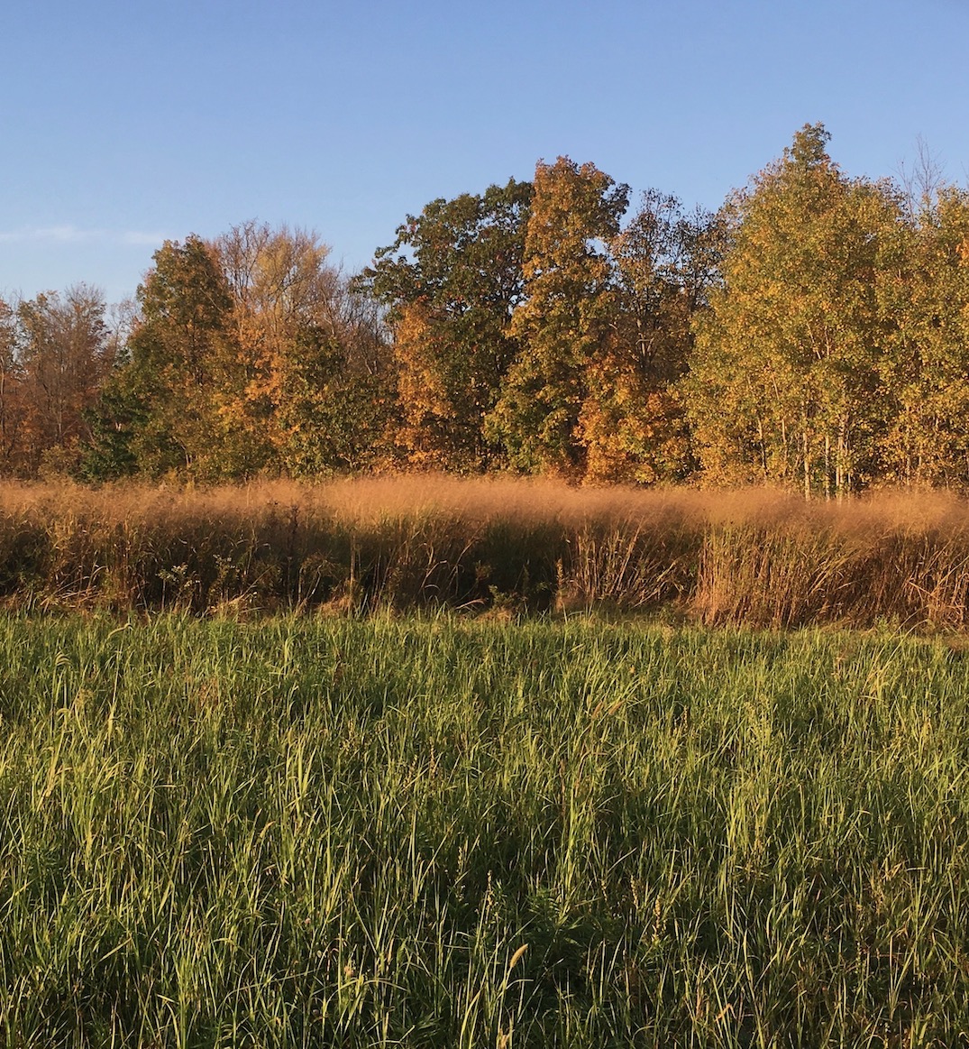 Field site in Ithaca, NY